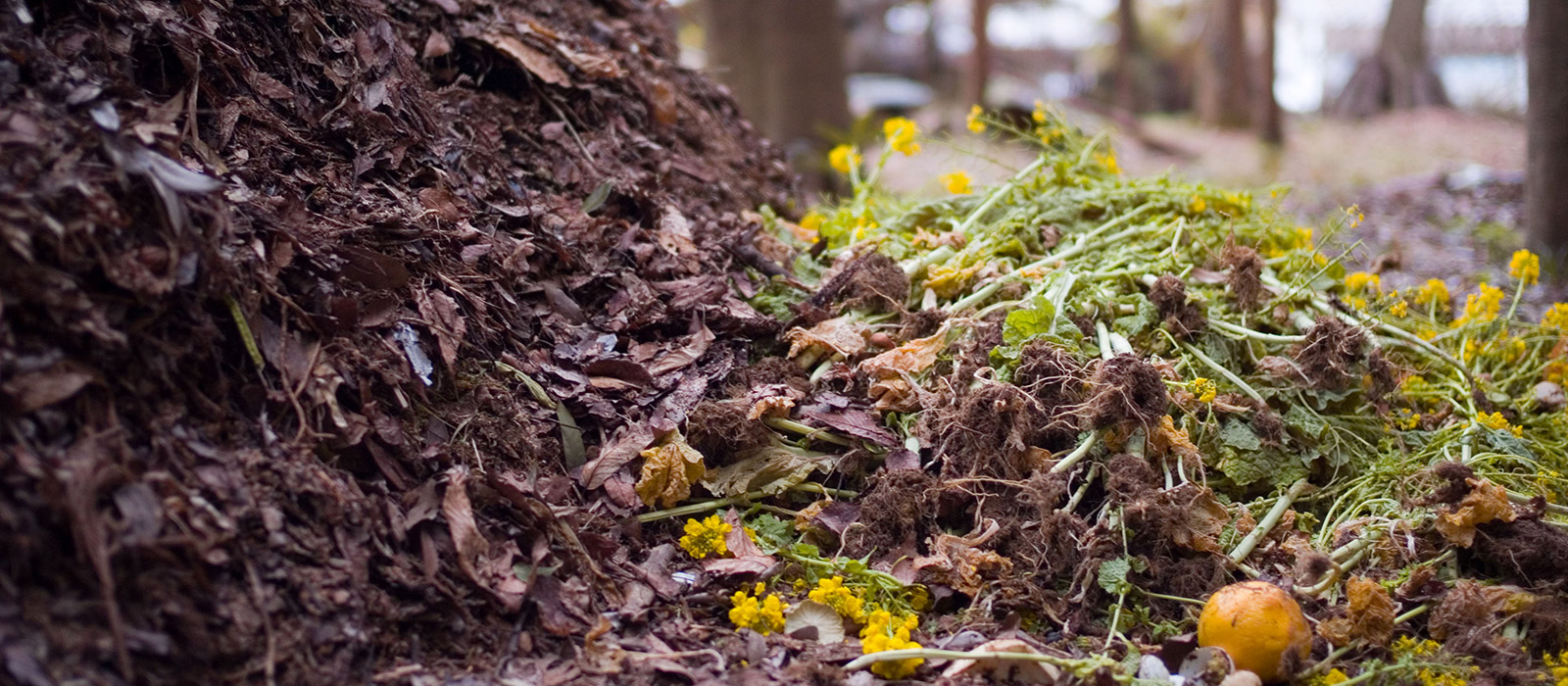 Crea una compostera en el jardín de tu casa