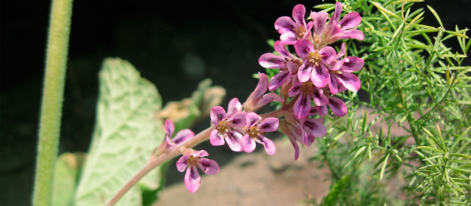 Cómo decorar el jardín de tu casa