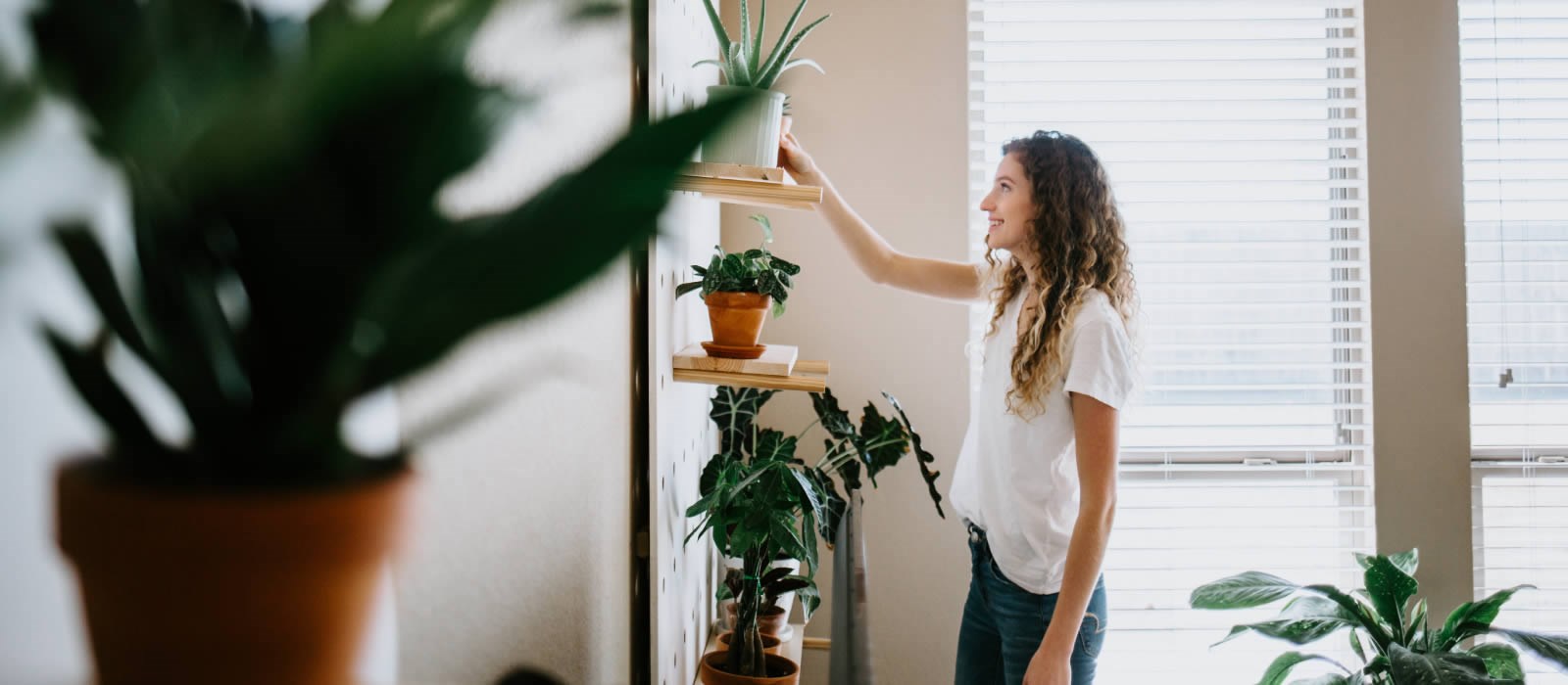 Plantas interiores para oxigenar ambientes y combatir el estrés